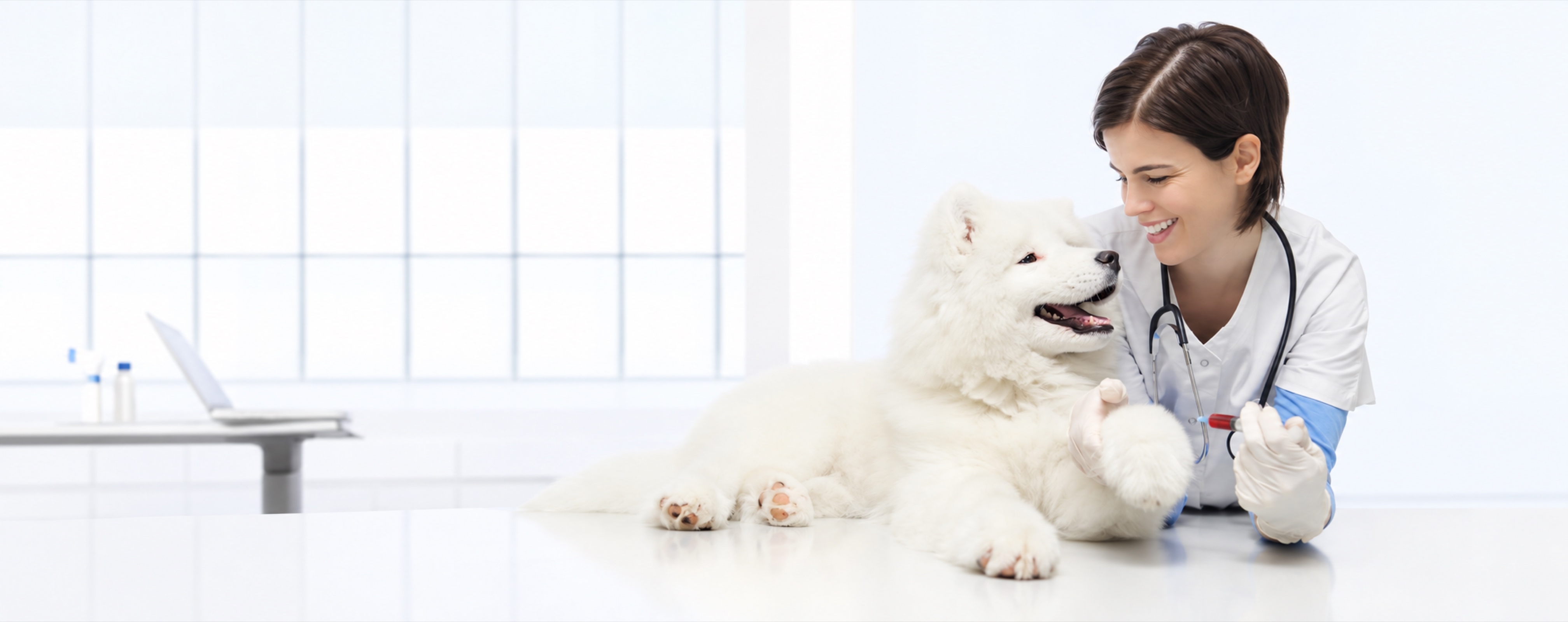 Imagen ilustrativa de atención veterinaria a un perro blanco
